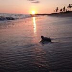 Puerto Vallarta: Baby Turtle Release in Conservation Area - Who Will Love This Tour?