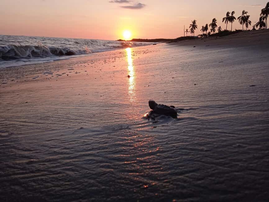 Puerto Vallarta: Baby Turtle Release in Conservation Area - Who Will Love This Tour?