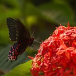 Puerto Vallarta: Butterfly Sanctuary Guided Tour - What to Expect During the Tour