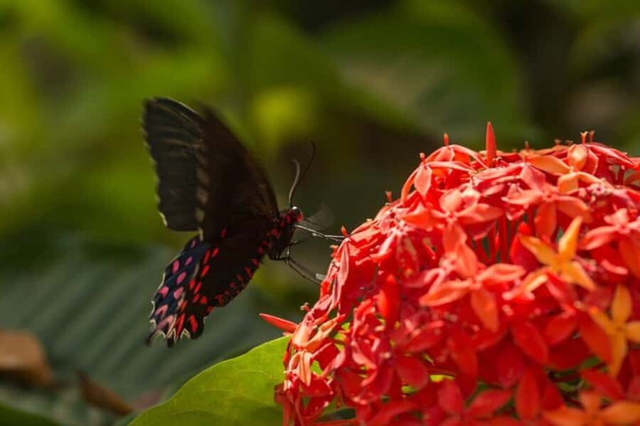Puerto Vallarta: Butterfly Sanctuary Guided Tour - What to Expect During the Tour