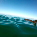 Puerto Vallarta: Dolphin Watching Cruise with a Biologist - Breaking Down the Cost and Value