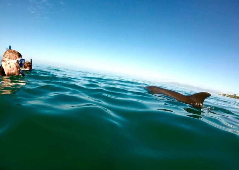 Puerto Vallarta: Dolphin Watching Cruise with a Biologist - Breaking Down the Cost and Value