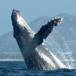 Puerto Vallarta: Humpback Whale Research Adventure Tour - Who Will Love This Tour?