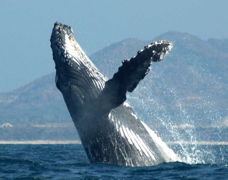 Puerto Vallarta: Humpback Whale Research Adventure Tour - Who Will Love This Tour?