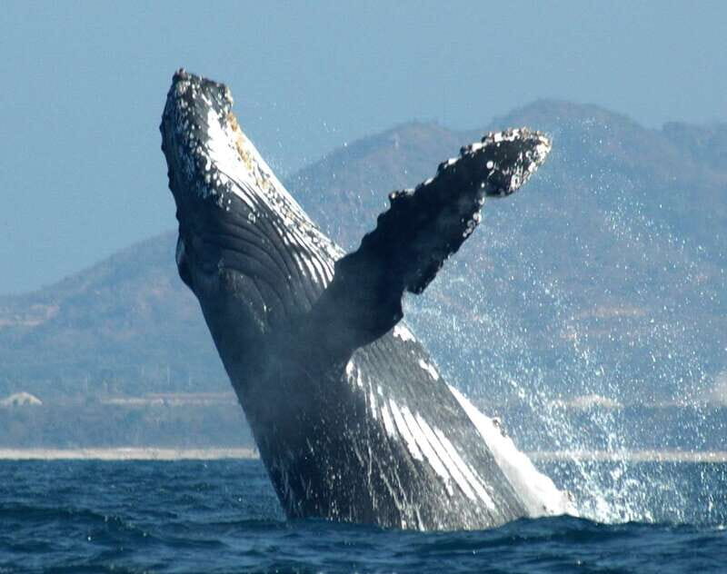 Puerto Vallarta: Humpback Whale Research Adventure Tour - Who Will Love This Tour?