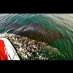 Puerto Vallarta: Jet Ski Safari Tour - What to Expect During the Tour
