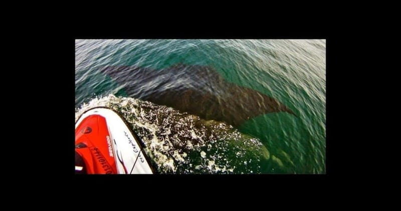 Puerto Vallarta: Jet Ski Safari Tour - What to Expect During the Tour