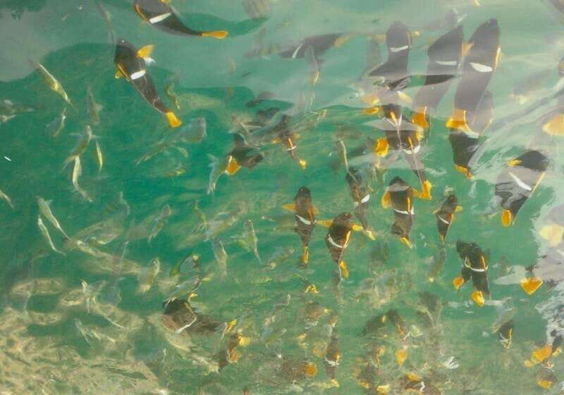 Puerto Vallarta: Los Arcos Snorkeling Tour - What to Expect on the Tour