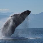 Puerto Vallarta: Mega Yacht Whale Watching Sunset Cruise - Major Highlights of the Tour