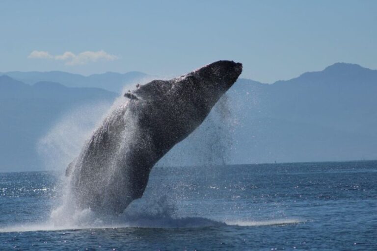 Puerto Vallarta: Mega Yacht Whale Watching Sunset Cruise - Major Highlights of the Tour