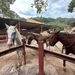 Puerto Vallarta: Mountain Waterfall Horseback Riding Tour - The Riding Experience