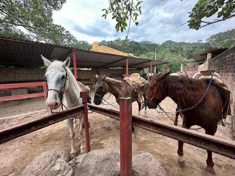 Puerto Vallarta: Mountain Waterfall Horseback Riding Tour - The Riding Experience
