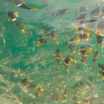 Puerto Vallarta: Private Tour Los Arcos Snorkeling - The Itinerary in Detail