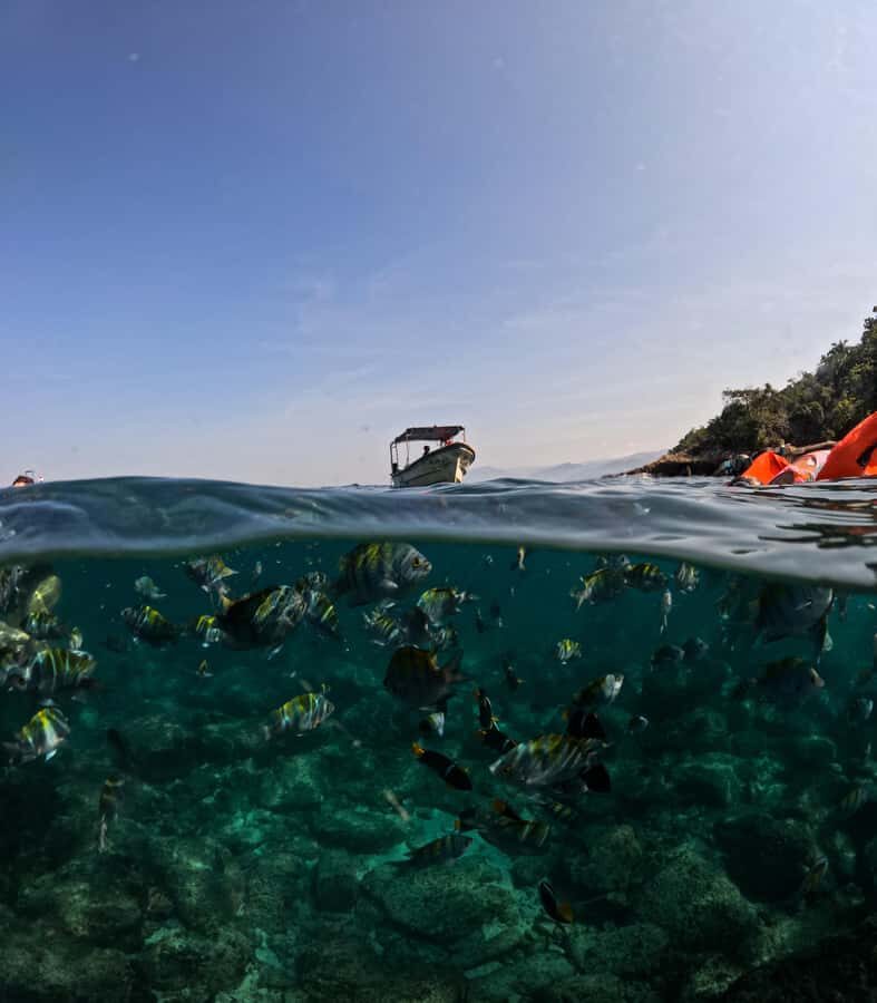 Puerto Vallarta: Snorkel With Tropical Fishes & Canopy Tour - The Logistics: What to Expect