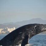 Puerto Vallarta Speedboat and Box Lunch Whale Tour - What Makes This Tour Valuable