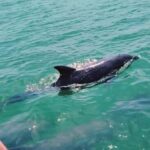 Puerto Vallarta: Swim and Paddle Board with Wild Dolphins - The Practicalities