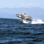 Puerto Vallarta: Whale & Dolphin Watching with Hydrophone - What to Expect from the Tour