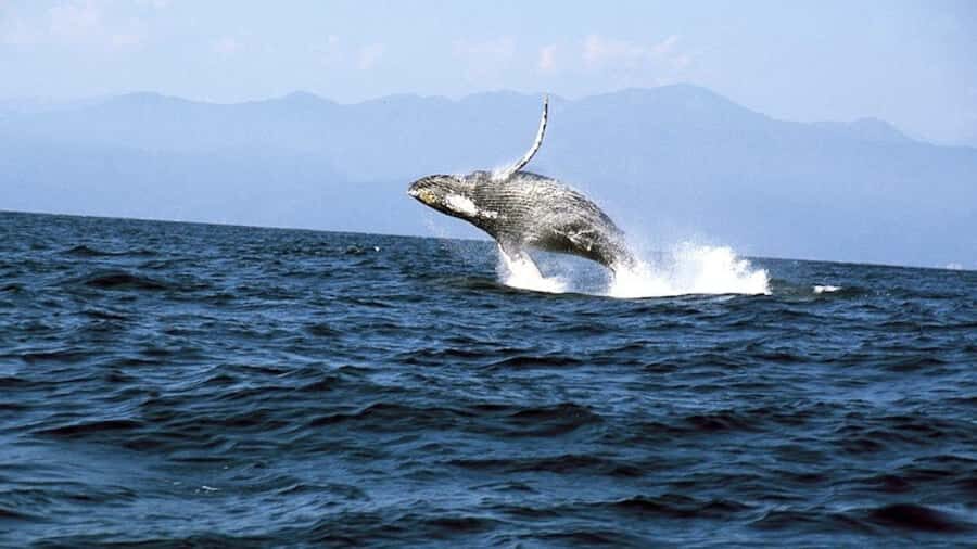 Puerto Vallarta: Whale & Dolphin Watching with Hydrophone - What to Expect from the Tour