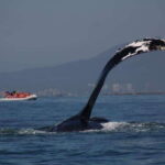 Puerto Vallarta: Whale watching - The Value of a Private Tour