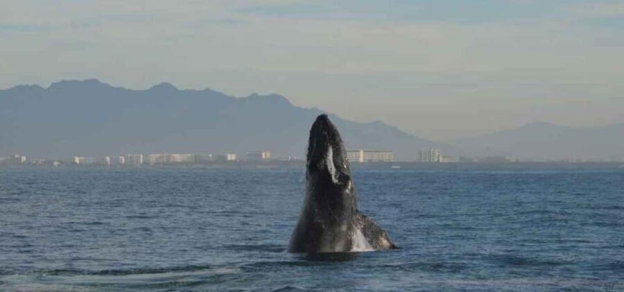 Puerto Vallarta: Whale Watching Adventure Tour - What to Expect from the Tour