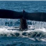 Puerto Vallarta: Whale Watching Beach Bay - Who Will Love This Tour?
