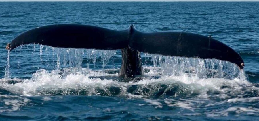 Puerto Vallarta: Whale Watching Beach Bay - Who Will Love This Tour?
