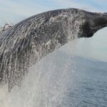 Puerto Vallarta Whale Watching by Speedboat Tour - Cost and Value