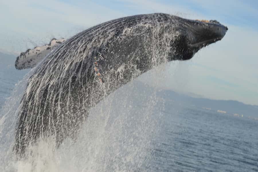 Puerto Vallarta Whale Watching by Speedboat Tour - Cost and Value