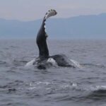 Puerto Vallarta: Whale Watching Encounter - A Detailed Look at the Whale Watching Encounter
