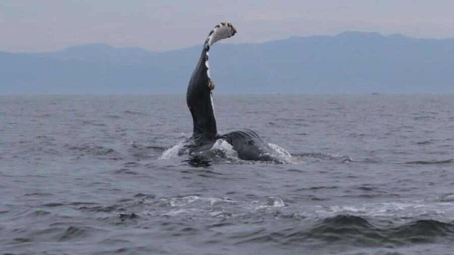 Puerto Vallarta: Whale Watching Encounter - A Detailed Look at the Whale Watching Encounter