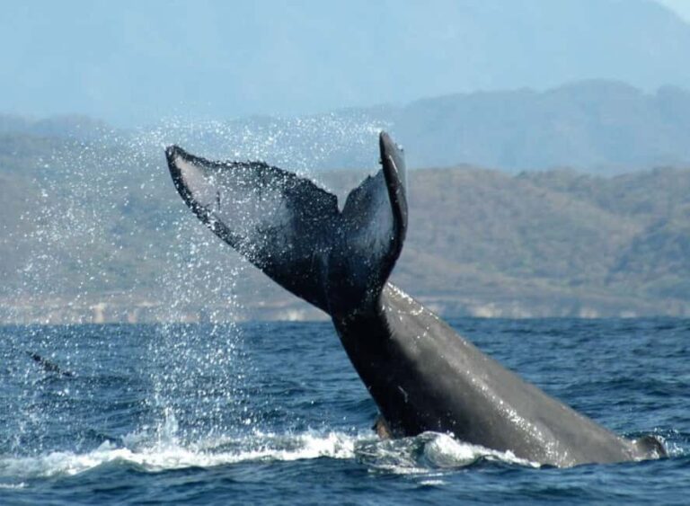 Puerto Vallarta: Whale Watching on Catamaran - Why This Tour Is a Great Choice