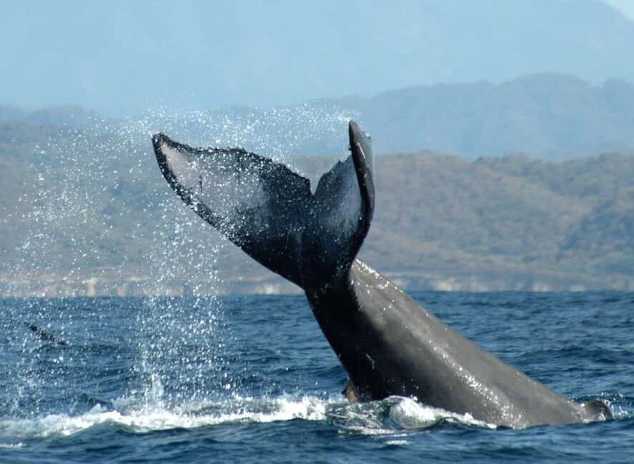 Puerto Vallarta: Whale Watching on Catamaran - Why This Tour Is a Great Choice