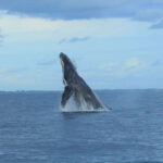 Puerto Vallarta: Whale Watching Photo Safari - Authentic Experiences and Real-World Insights