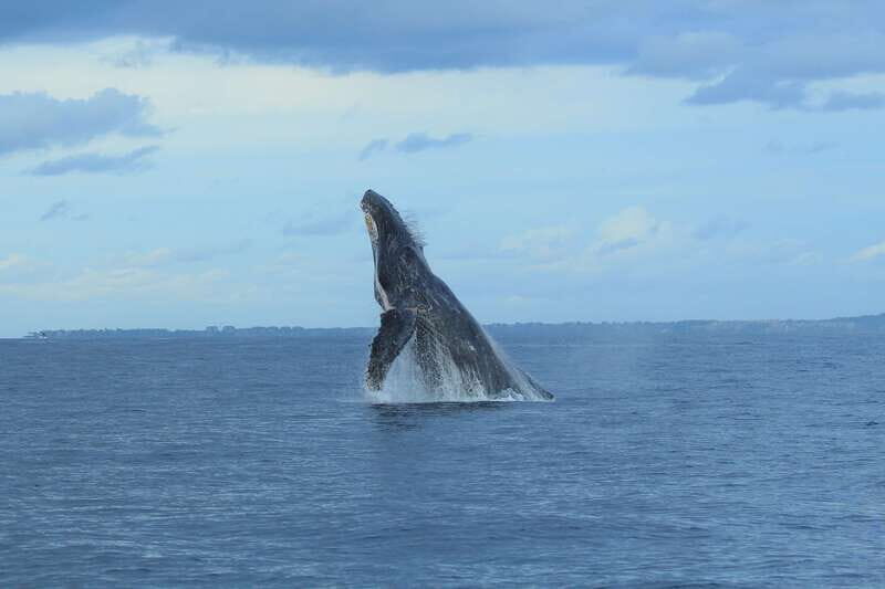 Puerto Vallarta: Whale Watching Photo Safari - Authentic Experiences and Real-World Insights