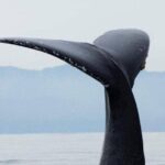Puerto Vallarta Whale Watching Tour - Practical Details and Tips