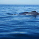 Puerto Vallarta: Whale Watching with Guide - Final Thoughts