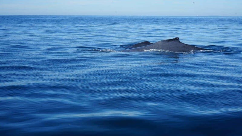 Puerto Vallarta: Whale Watching with Guide - Final Thoughts
