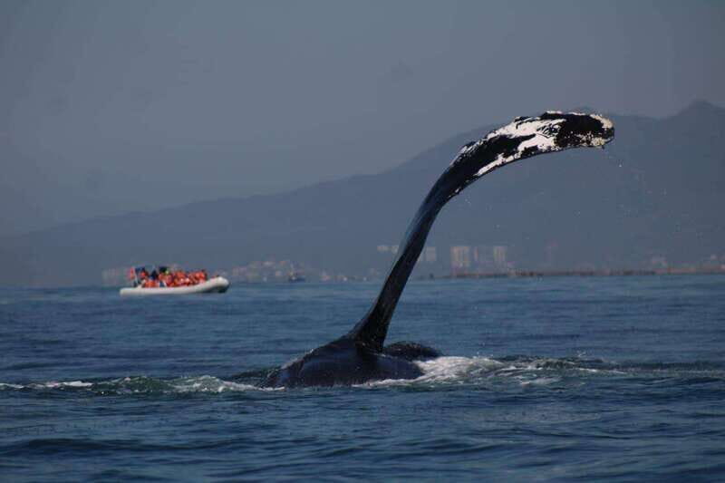Puerto Vallarta: Whale watching - The Value of a Private Tour