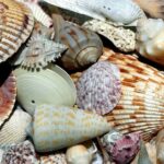 Punta Gorda /Boca Grande: Barrier Island Shelling Boat Tour - What’s Included and What to Bring