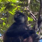 Punta Laguna Adventure with Mayan Ceremony - What Travelers Can Expect