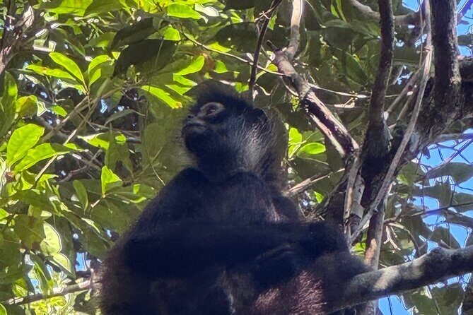 Punta Laguna Adventure with Mayan Ceremony - What Travelers Can Expect