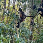 Punta Laguna Tour: Spider Monkey Reserve, cenote, canoe - FAQs