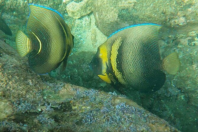 Punta Mita Fishing Experience and Snorquel at Secluded Reefs - Snorkeling and Marine Exploration at El Guano Reef