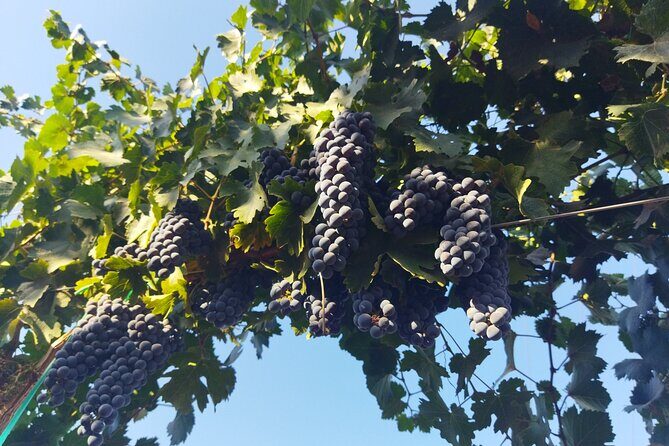 Quiero mas vino, valle de Guadalupe Tours - The Sum Up