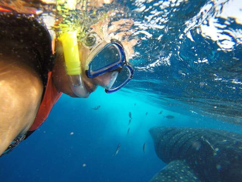 Quintana Roo: Whale Shark Swim, Private Boat Trip, and Lunch - Who Is This Tour Best For?