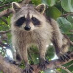 Raccoon Island Adventure: Swim & Luxury Waterfront Estates - Raccoon Island: Wildlife Encounters and Photos