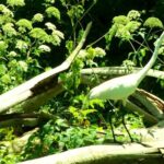 Rainbow Springs Guided Kayak/ Swim/ Snorkel Adventure - What Travelers Say: Authentic Insights