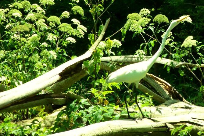 Rainbow Springs Guided Kayak/ Swim/ Snorkel Adventure - What Travelers Say: Authentic Insights