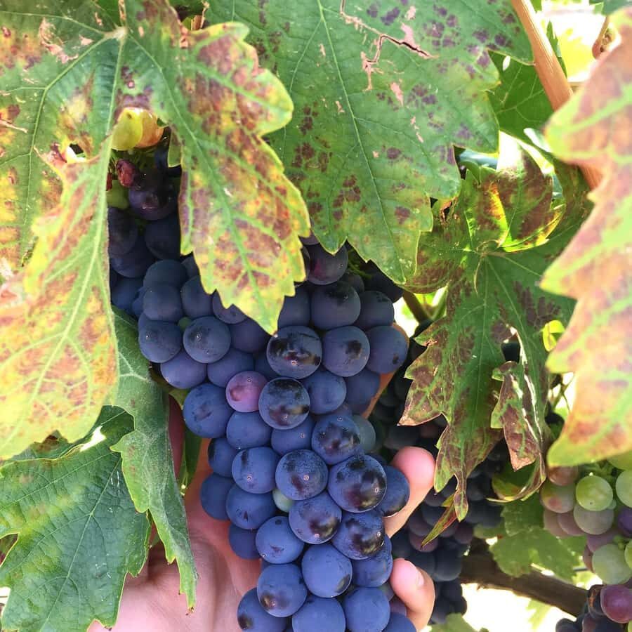 Recorrido + 1 vino / Tour + 1 wine - Value and Overall Impression