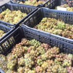 Recorrido + 3 vinos + Maridaje/Tour + 3 wines + Cheese board - What to Expect on the Tour